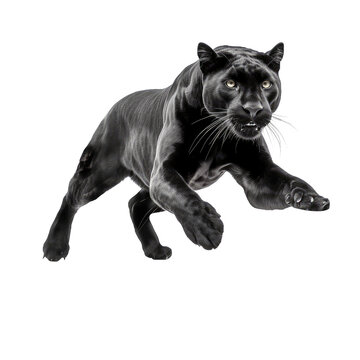 Black Panther Isolated On White