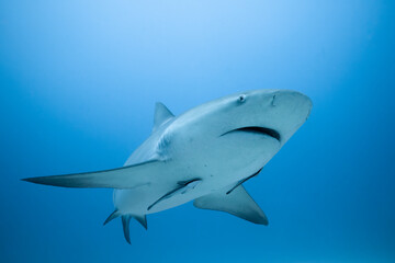Bull shark