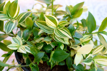 Spiderwort plant. Closeup image of Tradescantia Fluminensis Variegata. 