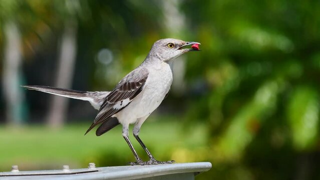 Closeup of a mockingbird holding a berry in its beak