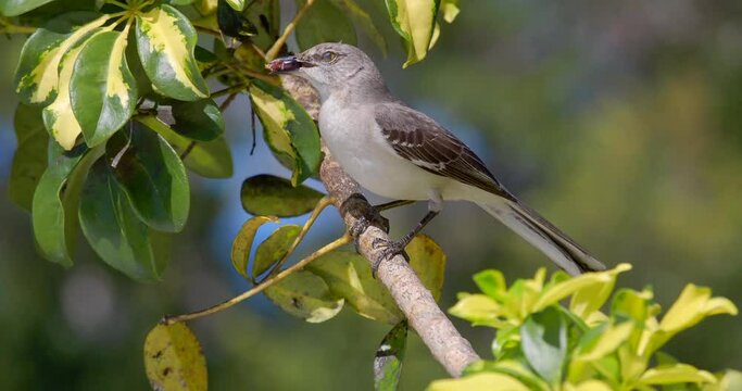 Closeup of a mockingbird holding a berry in its beak, perched on a green tree branch