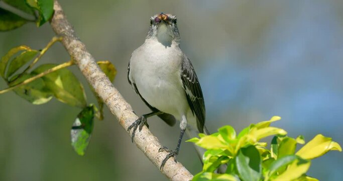 Closeup of a mockingbird holding a berry in its beak, perched on a green tree branch
