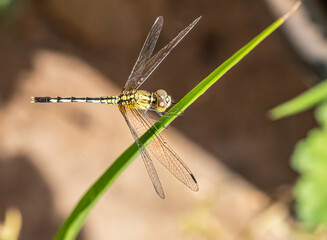 Dragon fly on a plant