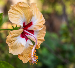 Yellow and red Hibiscus