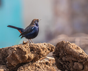 Fototapeta premium Indian Robin on a rock