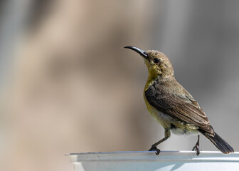 A sun bird looking back