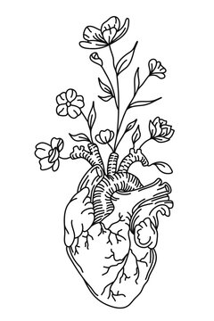 Anatomical heart and flowers, floral heart. Vector illustration.