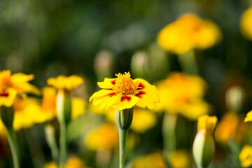 Flowers in garden. Flowers in spring.
