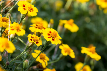 Fototapeta premium Flowers in garden. Flowers in spring.