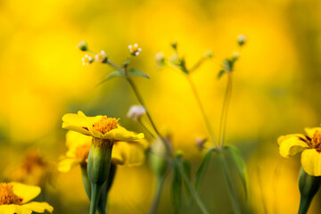 Fototapeta premium Flowers in garden. Flowers in spring.