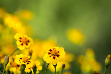 Flowers in garden. Flowers in spring.