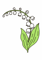 lily of the valley illustration.