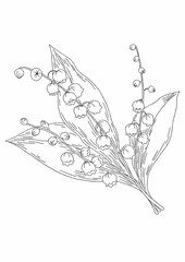 lily of the valley illustration.