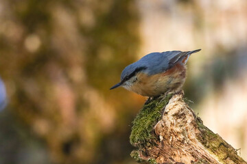 Selective focus shot of a Eurasian nuthatch on the wood