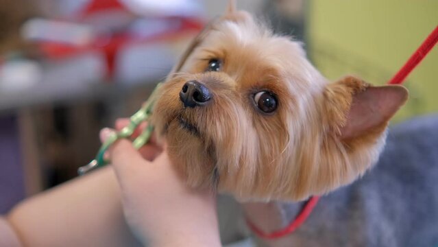 Close up hands of groomer cuts yorkshire terrier dog hair on muzzle with scissors in grooming salon