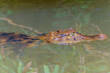 A close up of the head of a Caiman swimming in a tributary to the Tortuguero River in Costa Rica during the dry season