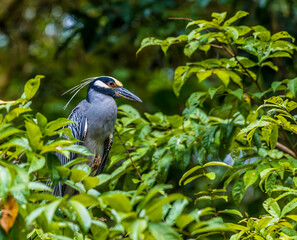A close up view of a Yellow-crowned Night Heron bird in foliage beside the waters of the Tortuguero River in Costa Rica during the dry season