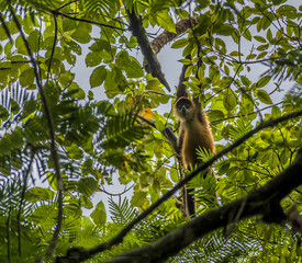 A view of a spider monkey above a tributary of the Tortuguero River in Costa Rica during the dry season