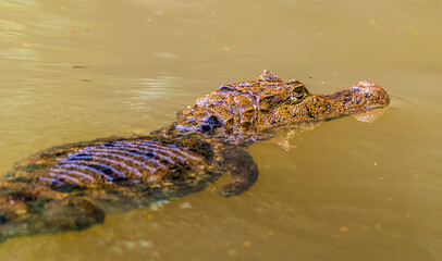 A view of a Caiman lurking in a tributary to the Tortuguero River in Costa Rica during the dry season