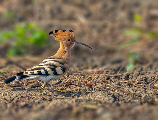 A Hoopoe in a field for food