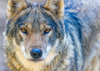 Close up of a wolf in ye contact