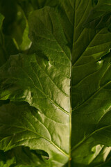 Texture of the green leaf of Acanthus mollis