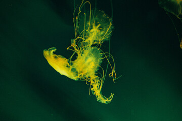jellyfish in color water