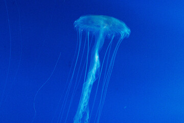 jelly fish in the water