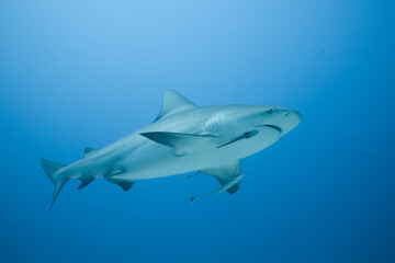 Bull shark