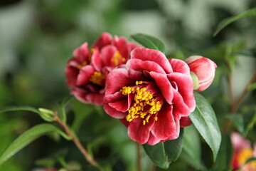 Obraz premium camellias