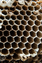 Gros plan d'alvéoles de nid d'abeilles