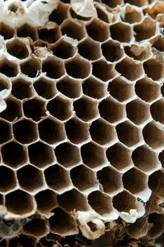 Nid d'abeille : 104 705 images, photos de stock, objets 3D et images  vectorielles