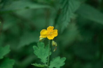 Beautiful Yellow Anemone Flower in the Forest