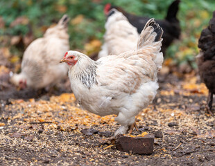 Free Range Chickens Enjoying the Afternoon and Eating Grain. Chickens on traditional free range poultry farm. A group of free range chickens feed in a field