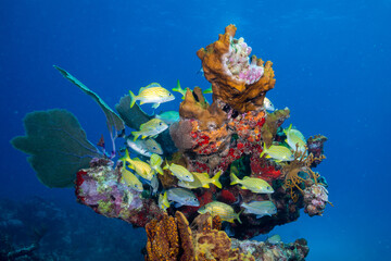 Naklejka na ściany i meble Mesoamerican Reef
