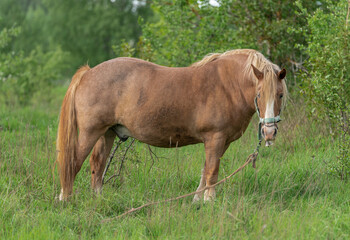 Naklejka na ściany i meble Horse with long mane is eating grass in the field. Rural area in Lithuania.