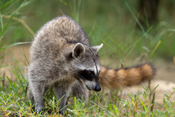 Cozumel raccoon © Griffin