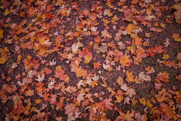 Colorful Public Park with Autumn Colors. Beautiful Autumn Nature