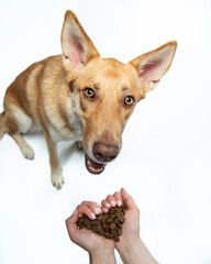 Red dog with big ears and yellow eyes sits on a white floor and looks up. Female hands folded in the shape of a heart, holds dog food near the muzzle. Care and love, food for dogs. Isolated on white