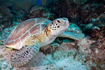 Naklejka na ściany i meble Green sea turtle