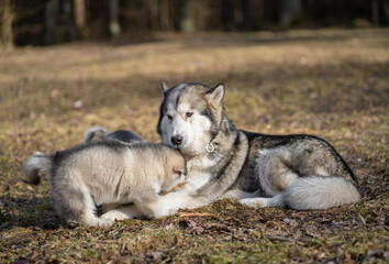 Adult Alaskan Malamute Mother and Two Puppies. Family. Mother Feeding Puppies