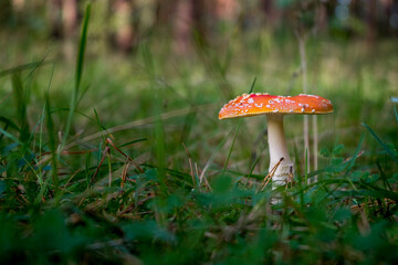 Amanita Muscaria Fly Agaric Mushroom