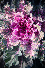 Colorful blooming ornamental cabbage flower (cauliflower).