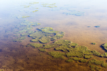 Algaes in the Chungara Lake, Lauca national park, Arica and Parinacota Region, Chile