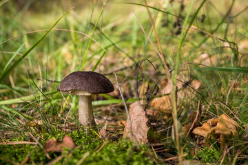 Leccinum scabrum, commonly known as the rough-stemmed bolete, scaber stalk, and birch bolete