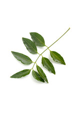 Medicinal neem leaf isolated on white background.