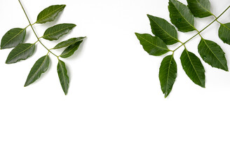 Medicinal neem leaf isolated on white background.