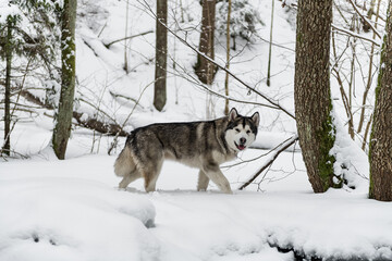 Young Alaskan Malamute Dog Walking in Snowy Forest.