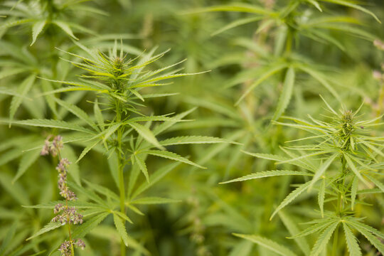 Cannabis Pflanze