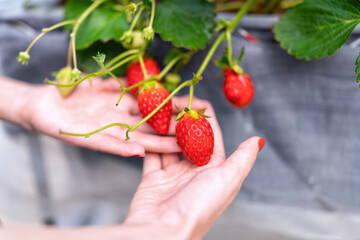 Obraz premium Biologist holding strawberries in plant nursery spray fertilizer water to young strawberry
